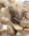 Rutilated Quartz - Gold